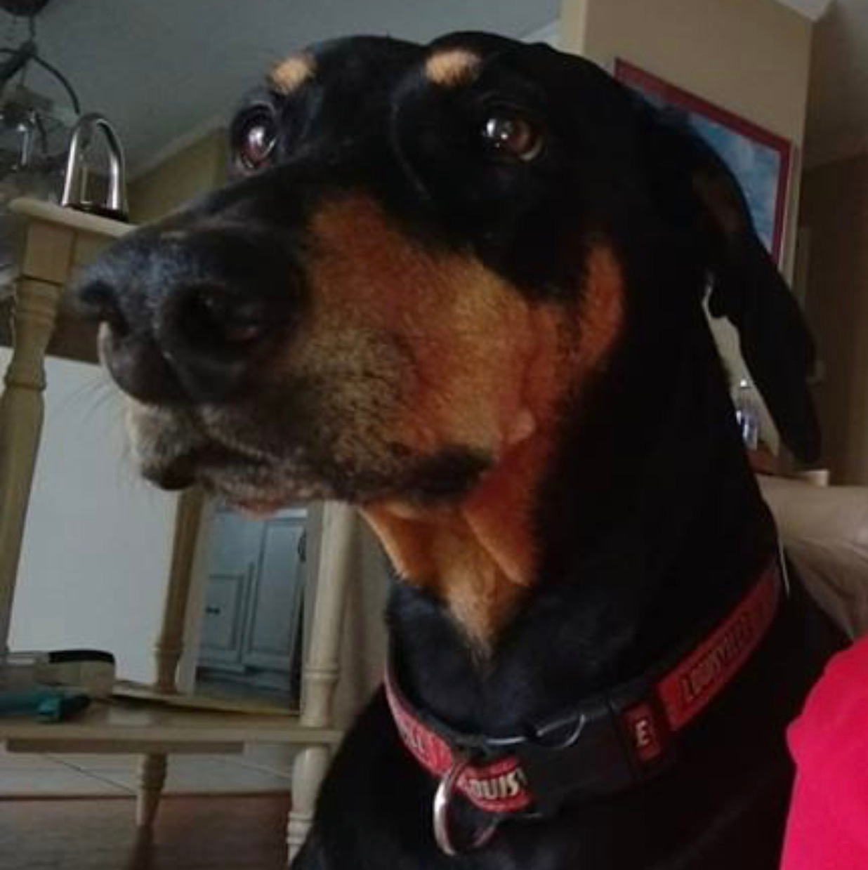 Client Gallery All Pets Sitting Service